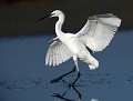 Aigrette garzette (Egretta garzetta) Aigrette garzette en vol 
