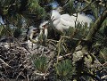 Sur la cime (Aigrette garzette : Egretta garzetta, Morbihan, France). Nid d'Aigrettes garzettes 