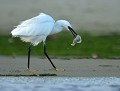 Aigrette garzette (Egretta garzetta) et petit carrelet (Pleuronectes platessa, Finistère, France). Nourriture de l'aigrette garzette, carrelet, aigrette garzette 