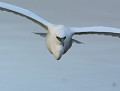 Aigrette garzette (Egretta garzetta) Aigrette garzette en vol 