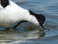 Séance de toilettage (Avocette élégante : Recurvirostra avosetta, Bretagne, France) toilettage,  Avocette élégante 
