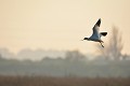 Avocette élégante  (Recurvirostra avosetta) minimalisme, Avocette élégante 