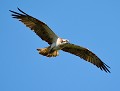 Balbusard pêcheur (Pandion haliaetus) Balbusard pêcheur en vol 