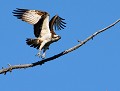 Balbusard pêcheur (Pandion haliaetus) Balbusard pêcheur 