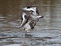 Juste avant le grand départ migratoire, il est fréquent que les Barges se disputent un dernier point de nourrissage (Limosa limosa) Dispute entre barges à queue noire, altercation d'oiseaux, combats d'oiseaux, barges à queue noire 