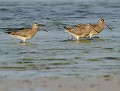 Barges rousses (Limosa lapponica) Barges rousses 