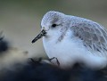 Bécasseau sanderling (Calidris alba, Bretagne, France) portrait du Bécasseau sanderling 