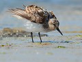 Bécasseau sanderling (Calidris alba) Bécasseau sanderling au plumage ébouriffé 