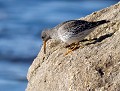 Bécasseau violet  (Calidris maritima) Bécasseau violet, Calidris maritima, bord de mer, laisse de mer, avifaune, oiseaux 