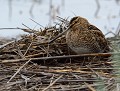 Bécassine des marais  (Gallinago gallinago) camouflage de la Bécassine des marais 