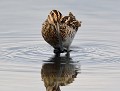 Parce qu'on ne sait jamais...regardes vers le haut ! (Bécassine des marais : Gallinago gallinago) regardes vers le haut, Bécassine des marais 