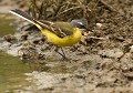 Bergeronnette printanière (Motacilla flava) Bergeronnette printanière, Motacilla flava, migrateur, hivernant, oiseau, avifaune, marécage, passereaux 