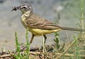 Bergeronnette printanière (Motacilla flava, Landes, France). Bergeronnette printanière, Motacilla flava, migrateur, hivernant, oiseau, avifaune, marécage, passereaux 