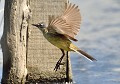 Bergeronnette printanière  5Motacilla flava° Bergeronnette printanière , Motacilla flava, bergeronnette, passereau, passériforme, oiseau migrateur, période estivale 