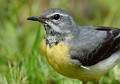 Bergeronnette des ruisseaux (Motacilla cinerea, Bretagne, France). portrait Bergeronnette des ruisseaux 