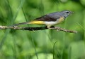 Bergeronnette des ruisseaux (Motacilla cinerea) Bergeronnette des ruisseaux (Motacilla cinerea) 