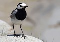 Bergeronnette grise (Motacilla alba, Bretagne, France) Bergeronnette grise 