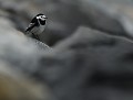 Bergeronnette grise de yarrell (Motacilla yarrellii) Bergeronnette grise de yarrell, bergeronnette de yarrell 