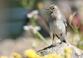 Bergeronnette grise juvénile (Motacilla alba, Côtes d'Armor, France). Bergeronnette grise juvénile 