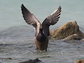 Bernache cravant (Branta bernicla) chorégraphie animalière, bernache cravant 