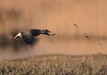 Bernache cravant (Branta bernicla) Bernache cravant, minimalisme 