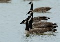 Bernaches du Canada (Branta canadensis) Bernaches du Canada 