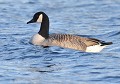 Bernaches du Canada (Branta canadensis) Bernaches du Canada 