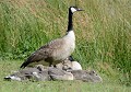 Protection paternelle : Bernaches du Canada (Branta canadensis, Côtes d'Armor, France). Protection paternelle, Bernaches du Canada 