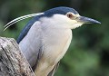 Bihoreau gris adulte (Nycticorax nycticorax, Centre-Val de Loire, France) Bihoreau gris adulte 