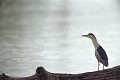 Bihoreau gris (Nycticorax nycticorax) Bihoreau gris 