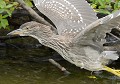Bihoreau gris juvénile (Nycticorax nycticorax) Bihoreau gris juvénile 