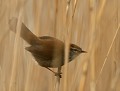 L'insaisissable Bouscarle de Cetti (Cettia cetti) Bouscarle de Cetti, roselière 