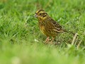 Bruant jaune mâle et crin de cheval (Emberiza citrinella) Bruant jaune mâle 