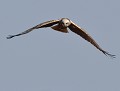 Busard des roseaux femelle (Circus aeruginosus) Busard des roseaux femelle en vol 