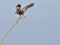 Busard des roseaux femelle (Circus aeruginosus) Busard des roseaux femelle 