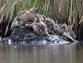 Petite fratrie de jeunes canards colverts (Anas platyrhynchos) Fratrie de jeunes canards colverts 