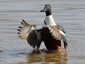 Canard souchet mâle (Spatula clypeata) Canard souchet 