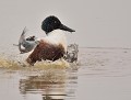 Canard souchet mâle (Spatula clypeata) Canard souchet mâle 
