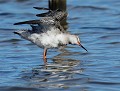 Chevalier arlequin en plumage internuptial (Tringa erythropus) Chevalier arlequin 