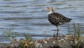 Chevalier combattant (Combattant varié : Calidris pugnax) Chevalier combattant, Combattant varié 