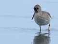 Chevalier gambette (Tringa totanus) Chevalier gambette 