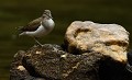 Chevalier guignette (Actitis hypoleucos) Chevalier guignette en bretagne 