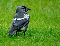 Choucas des tours leucique  (Corvus monedula, Londres, Angleterre) Choucas des tours leucique 