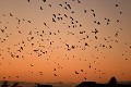 Nuée de Choucas des tours (Corvus monedula) Nuée de Choucas des tours 