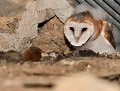 Le repas est servi : Chouette effraie juvénile (Tyto alba, Côtes d'Armor, France) Chouette effraie juvénile 