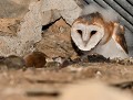 Le repas est servi : Chouette effraie juvénile (Tyto alba) Chouette effraie juvénile 