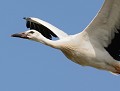 Cigogne blanche juvénile  (Ciconia ciconia, Somme, France) Cigogne blanche juvénile en vol 