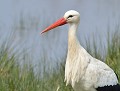 Cigogne blanche (Camargue, France) portrait d'une Cigogne blanche 