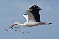 Cigogne blanche (Ciconia ciconia) Cigogne blanche en vol, Ciconia ciconia 
