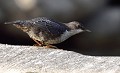 Cingle plongeur juvénile (Cinclus cinclus) Cingle plongeur juvénile 